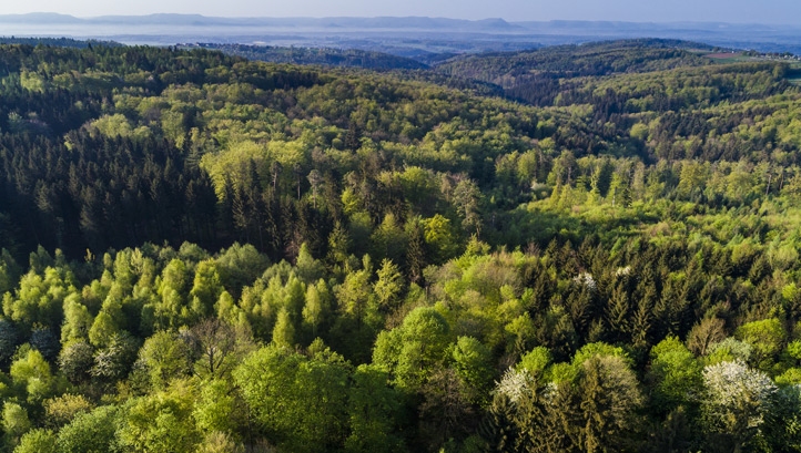 The businesses are concerned that the amendments won't do enough to halt deforestation across certain areas of the world